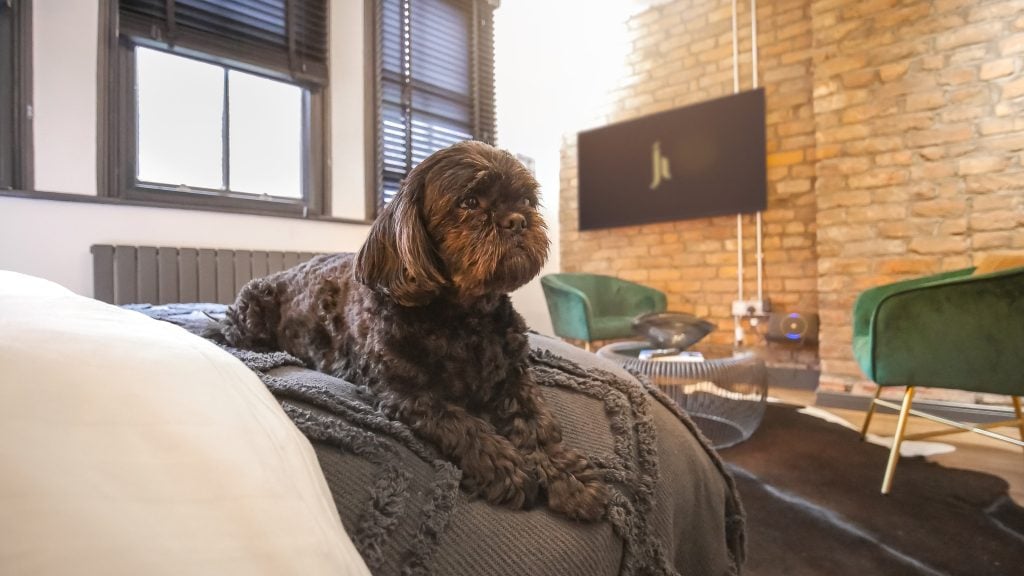 Dog shoot, pet image. Pet-friendly space blog